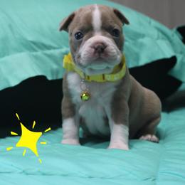 Harry - Lilac male Boston Terrier puppy in Brooksville, Florida from Delamorés Pups