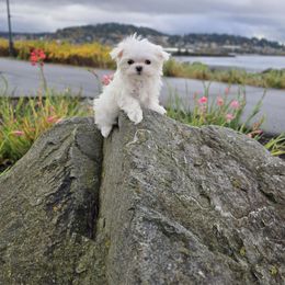 Snow Princess - White female Maltese puppy in Washington from Mt.BakerPoodles&Doodles