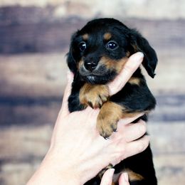 Dachshund Puppies from Special “K” Dachshunds