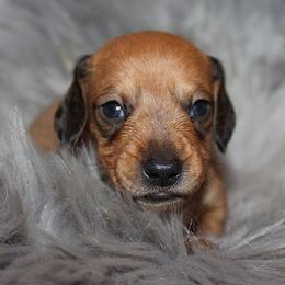 Boy 2 - Red male Dachshund puppy in Craig, Colorado from Rocky Mountain Shih Tzus and Dry Creek Miniature Dachshunds