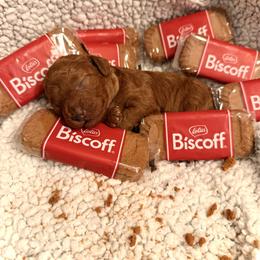 Biscoff - Red  male Poodle puppy in Niceville, Florida from Premier Poodle
