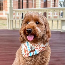 Rebel - Goldendoodle