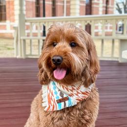 Rebel - Goldendoodle
