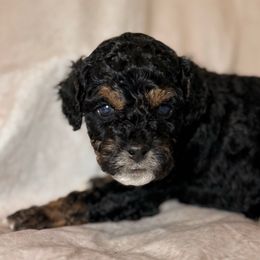 Henry - Brown white and tan male Cockapoo puppy in Saint Louis, Missouri from Jax Doodles