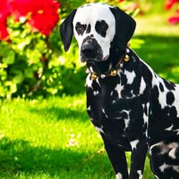 Pica - Dalmatian