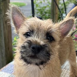 Cairn Terriers and Pembroke Welsh Corgis from Rose Brier Pembroke Welsh Corgis