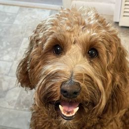 Sunday - Australian Labradoodle