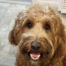 Sunday - Australian Labradoodle