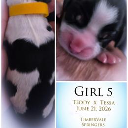 Girl 5 - Black white and tan female English Springer Spaniel puppy in Silverdale, Washington from TimberVale Springers