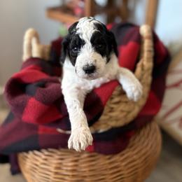 Girl 1 - Parti female Goldendoodle puppy in Washington, Illinois from Lola Bear Goldendoodles