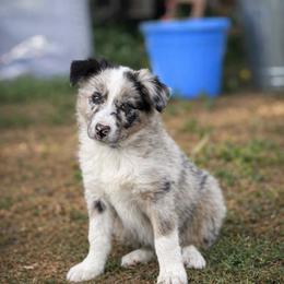 Bode - Blue merle male Border Collie puppy in Sanger, California from Flying M Cactus Ranch Buddies