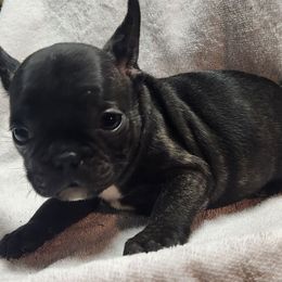 Prince - Black and white French Bulldog puppy in Joplin, Missouri from Midwest Beautiful Frenchies