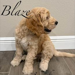 Blaze - Cream male Goldendoodle puppy in Frostproof, Florida from Lover Dover Doodles