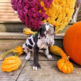 Maverick - Harlequin male Great Dane puppy in Climax, Michigan from Beaver Creek Danes