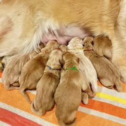 Girl 2 - Golden female Golden Retriever puppy in Blue Springs, Missouri from Farmstead 51