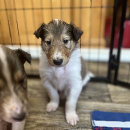 Collie Puppies from Jolly Collies