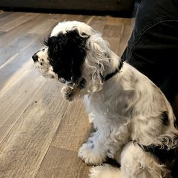 Cocker Spaniel All Grown Up from Carvajal Cockers