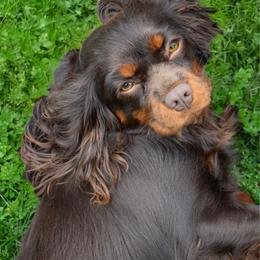 Hazel - Cavalier King Charles Spaniel
