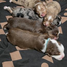 Australian Shepherd, Border Collie, Miniature American Shepherd, Miniature Australian Shepherd, and Toy Australian Shepherd Puppies from Aloe Aussies