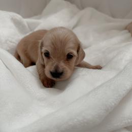 Ivorie - Cream female Dachshund puppy in San Diego, California from Enchanted little dachshunds