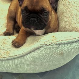 French Bulldog Puppies from Schoville Bulldogs