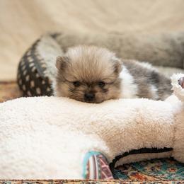 Rhydan - Cream sable parti male Pomeranian puppy in California from T & D Dream Poms