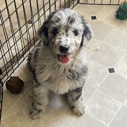 Boy 5 - Blue merle Aussiedoodle puppy in Missouri from Double K Farms