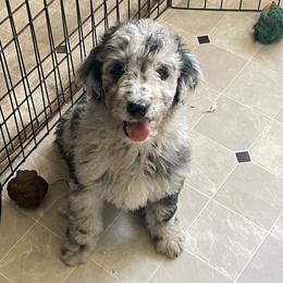 Boy 5 - Blue merle Aussiedoodle puppy in Missouri from Double K Farms
