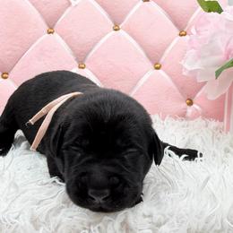 Pink - Black female Labrador Retriever puppy in Heath Springs, South Carolina from Rich Hill Retrievers