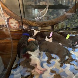 Poodle Puppies from Country Side Kennels