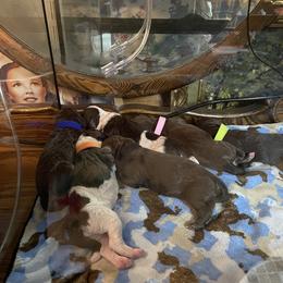 Poodle Puppies from Country Side Kennels