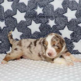Indie - Red merle female Miniature Australian Shepherd puppy in Guthrie, Oklahoma from Raised Right Pups