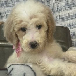 Girl 1 lady - Parti Poodle puppy in Flora, Illinois from Hanging Rock Poodles