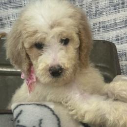 Girl 1 lady - Parti Poodle puppy in Flora, Illinois from Hanging Rock Poodles