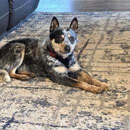 Hemi - Blue male Australian Cattle Dog puppy in Kamiah, Idaho from Selway Australian Cattle Dogs
