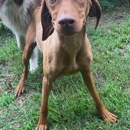 Iris - Vizsla