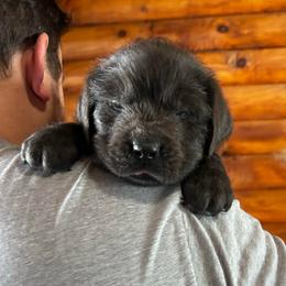 Gray M - Red Collar - Gray male Newfoundland puppy in New York from Johnson Farms