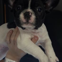 Oreo - Black and white female French Bulldog puppy in Salem, Oregon from Chinnychinchinofsalem