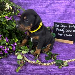 Duchess - Black and rust female Doberman Pinscher puppy in Aredale, Iowa from Royal Dynasty Dobermann Kennel