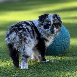 Valkyrie - Miniature Australian Shepherd
