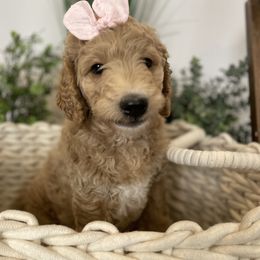 Bernedoodle and Goldendoodle Puppies from Draper Doodles
