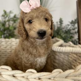 Bernedoodle and Goldendoodle Puppies from Draper Doodles