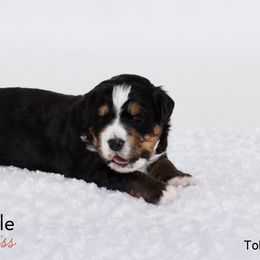 Bernedoodle Puppies from Bernedoodle Bliss