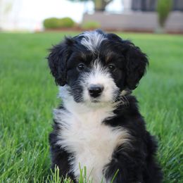 Violet - Tri-color Bernedoodle puppy in Apple Creek, Ohio from Arlene Hershberger