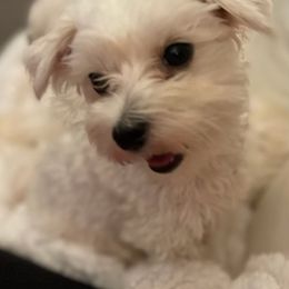 Lillie - Maltese