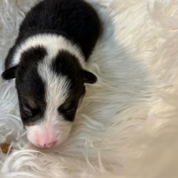 Boy 2 - Black and tan male Pembroke Welsh Corgi puppy in Mountain View, Hawaii from Celtic Corgis