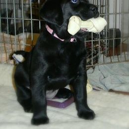Bernedoodle, Labradoodle, and Labrador Retriever Puppies from MarmeDuke Doodles