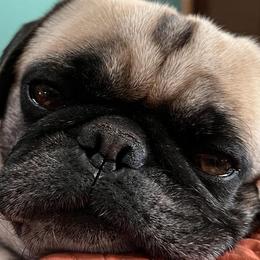 Booker - Pug