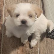 Girl 5 - White and tan female Mal-Shi puppy in Mundelein, Illinois from FurEver Friends Designer Breeds