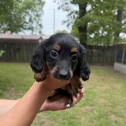 Fluffy - Black and tan female Dachshund puppy in Texarkana, Arkansas from Cadie Bounds